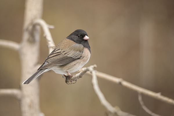Photo of Junco hyemalis by Lyle Grisedale